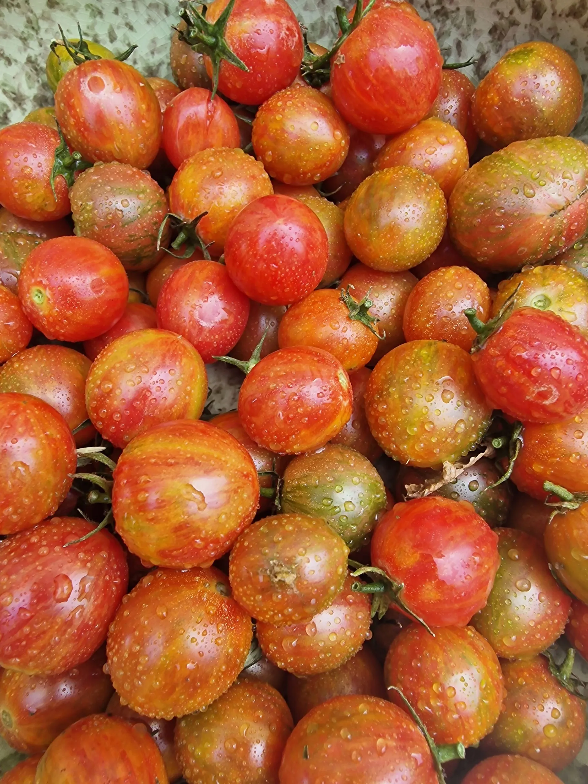 Artisan Pink BumbleBee Tomato Seeds - Image 3