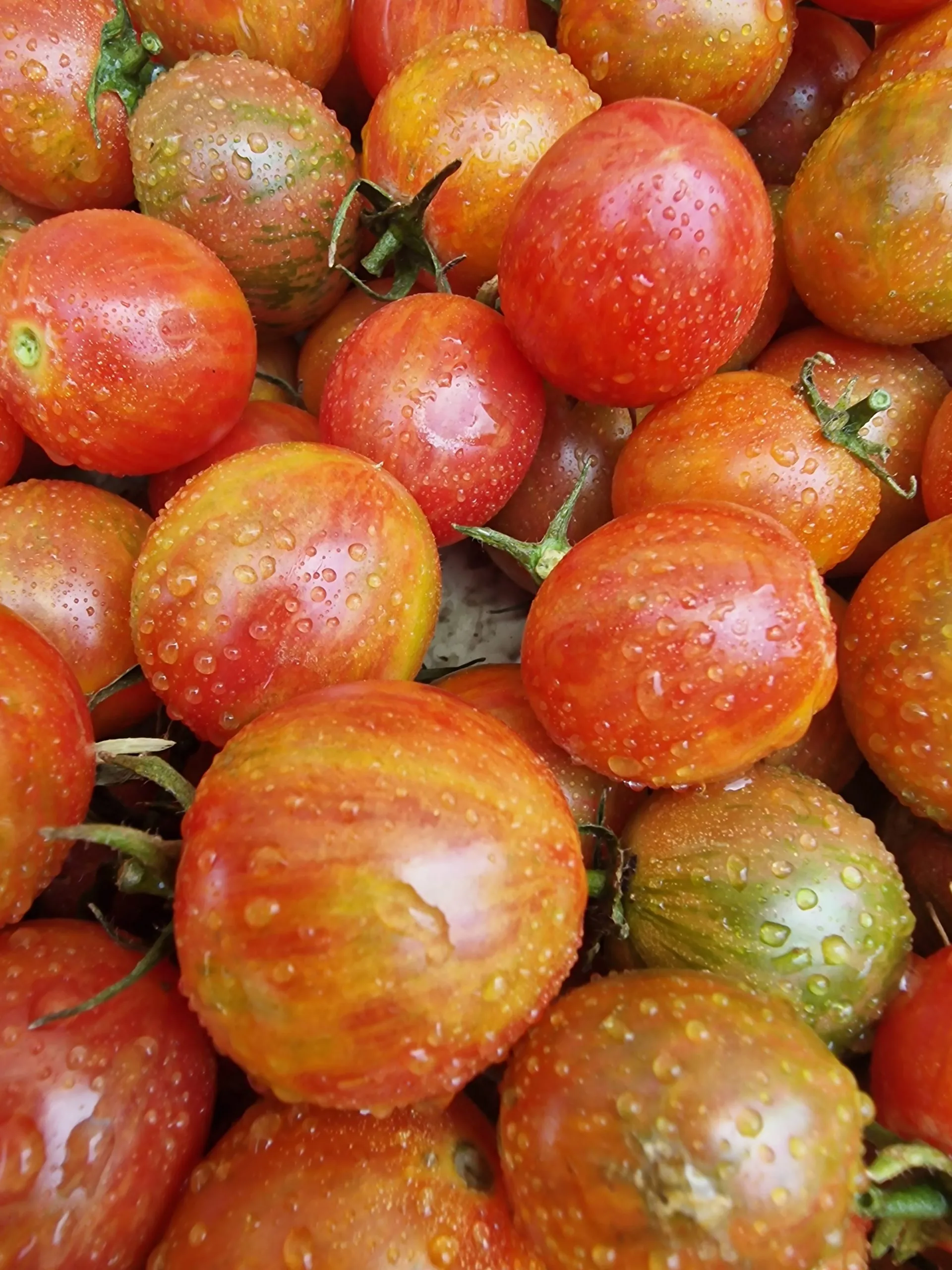 Artisan Pink BumbleBee Tomato Seeds - Image 2