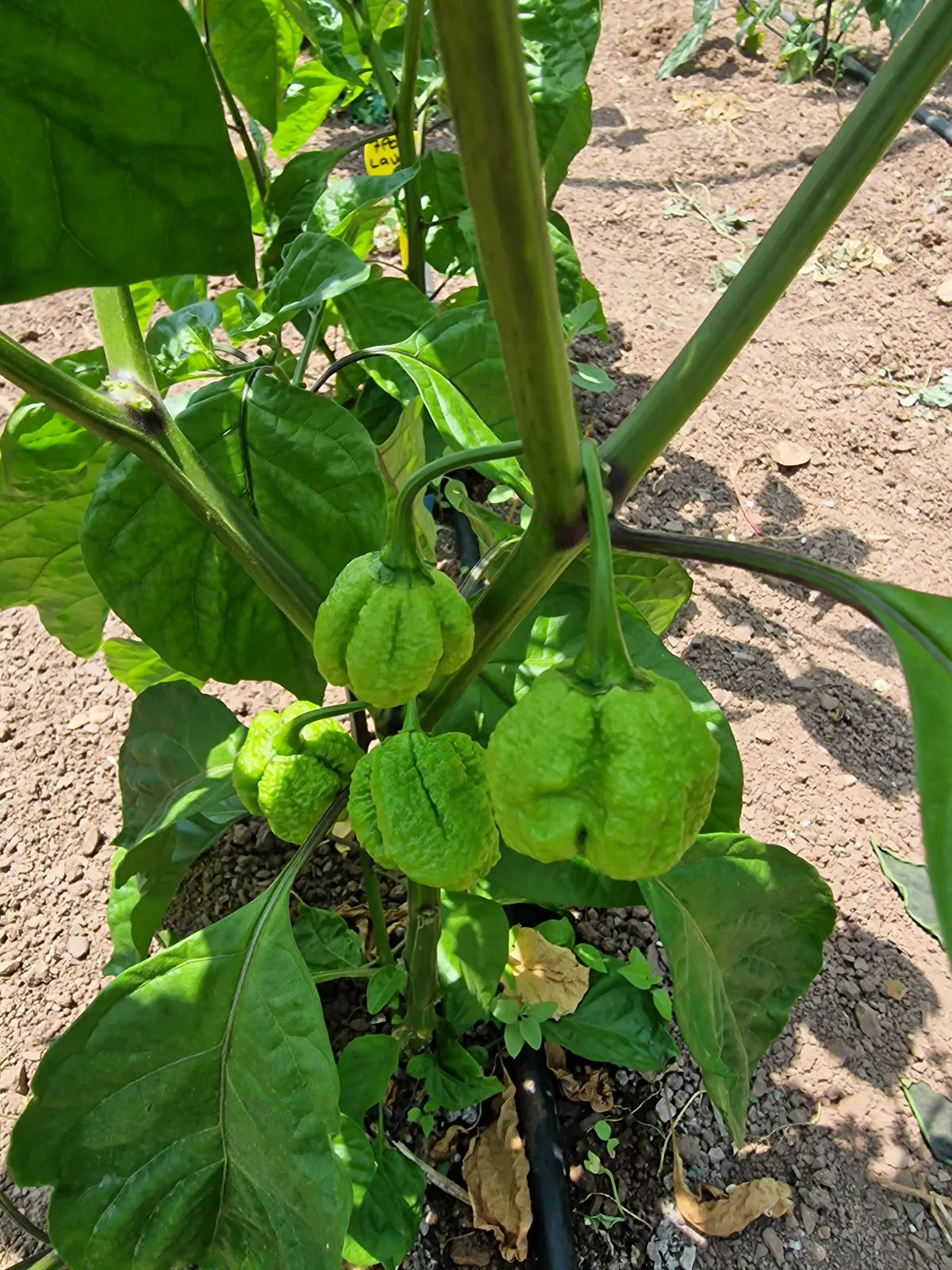 7 Pot Lava Chilli Seeds - Image 5