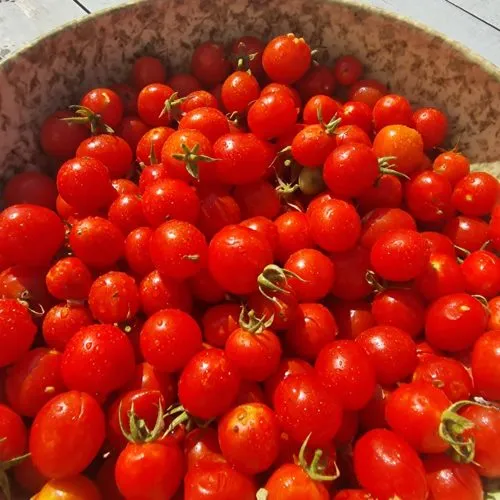 Nepal Tomato Seeds