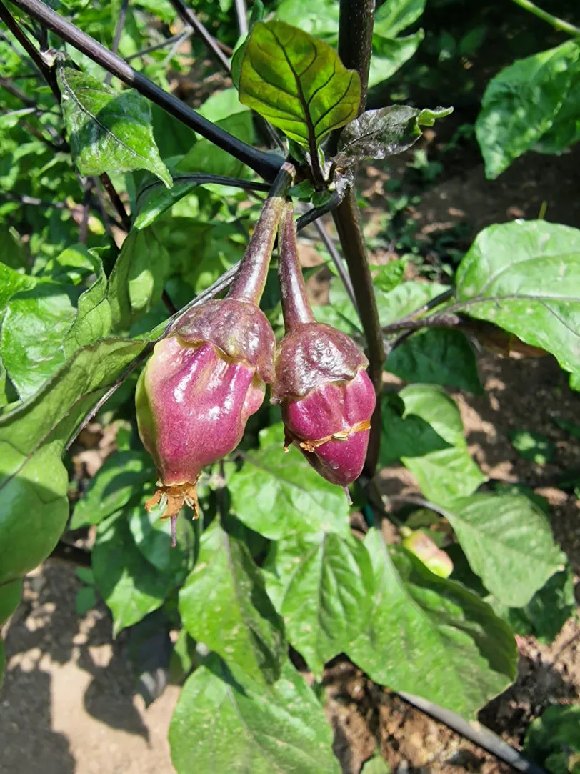 BBG Alchemy Chilli Seeds - Image 7