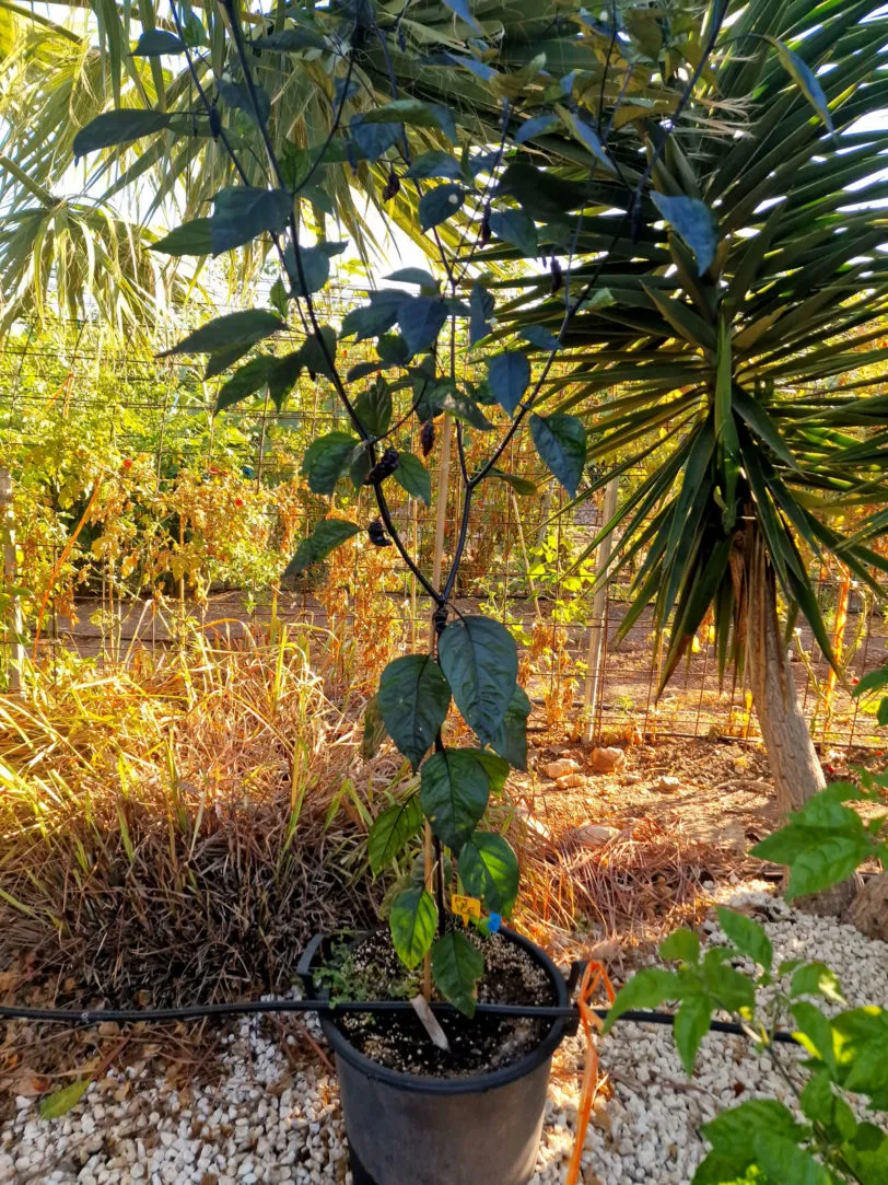 Pimenta Jolokia Ice Chilli Seeds - Image 7