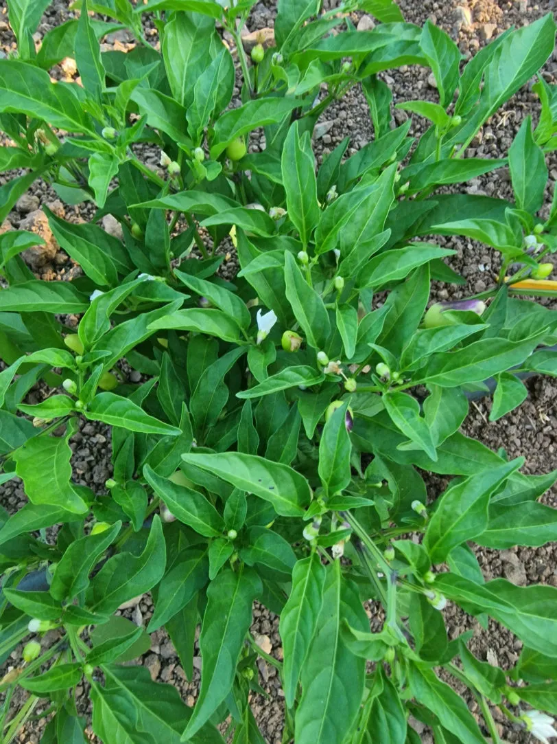 Razzamatazz Chilli Seeds - Image 3