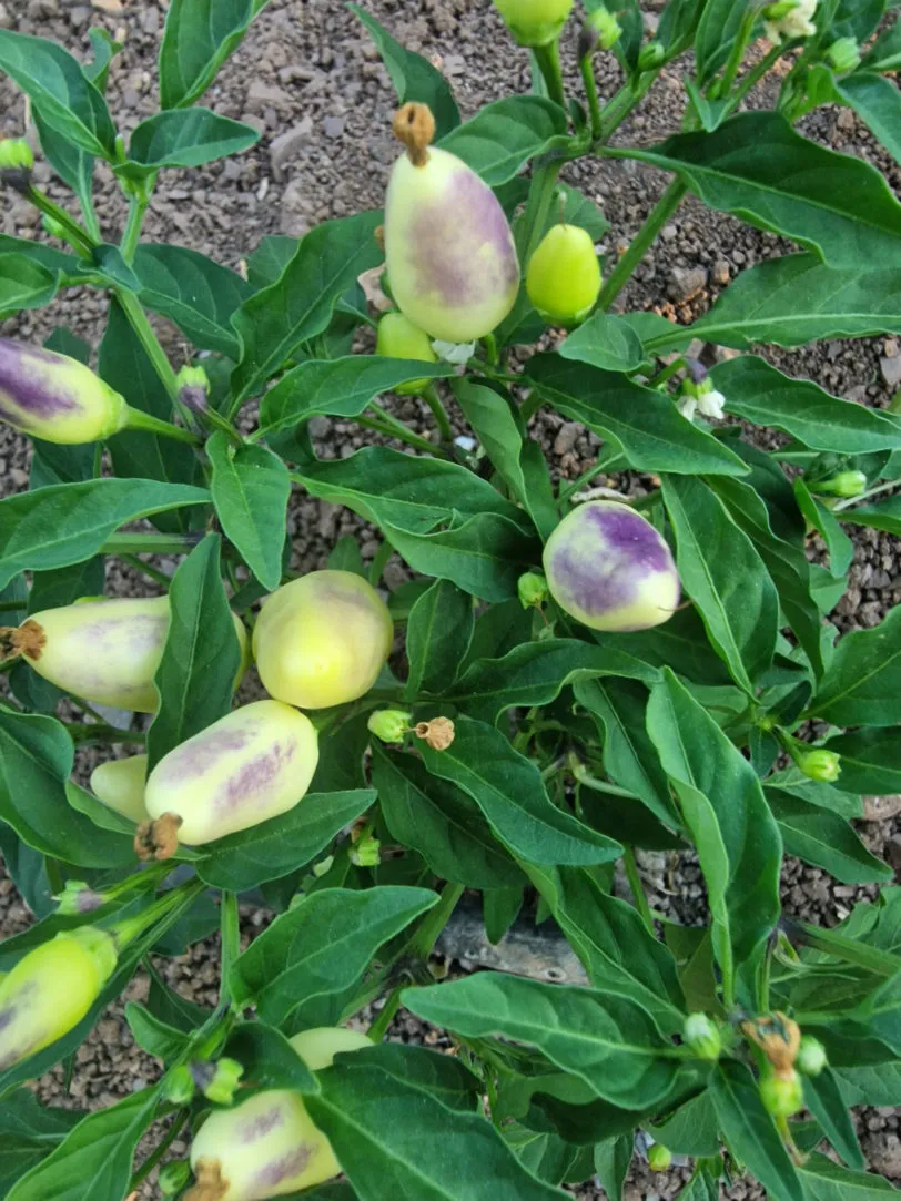 Razzamatazz Chilli Seeds - Image 4