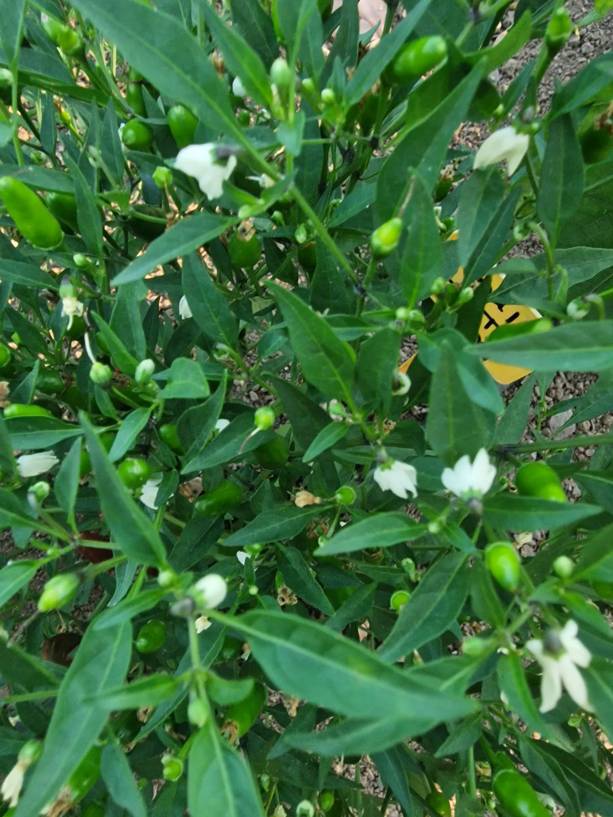 Thai Hot Red Chilli Seeds - Image 6