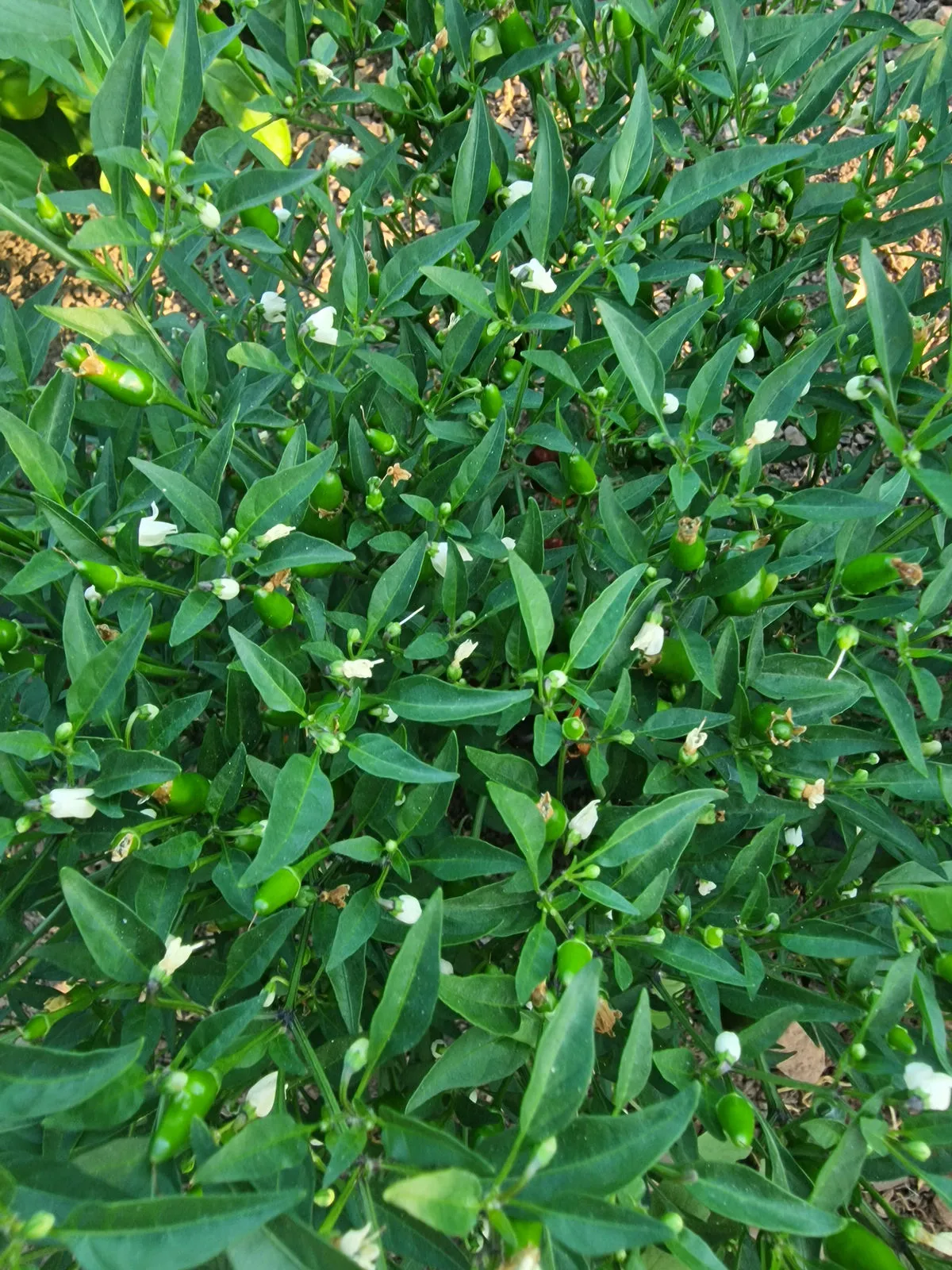 Thai Hot Red Chilli Seeds - Image 5