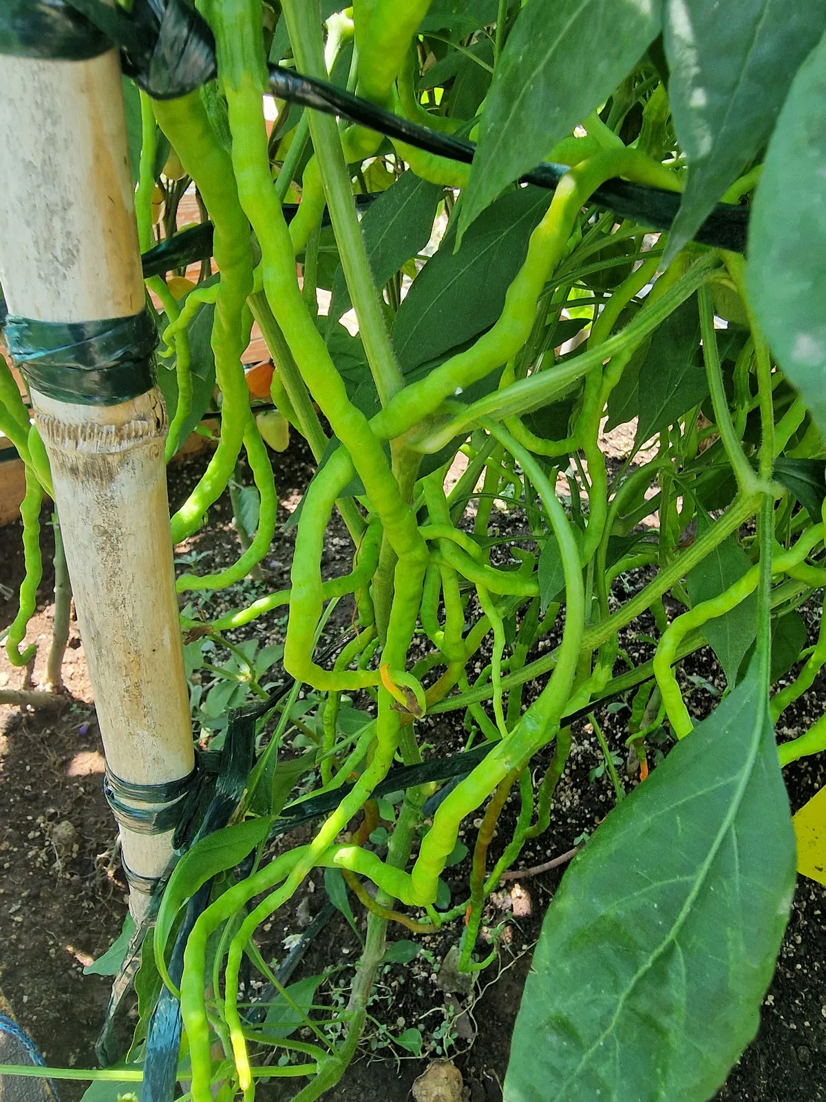Spaghetti Pepper Chilli Seeds - Image 2