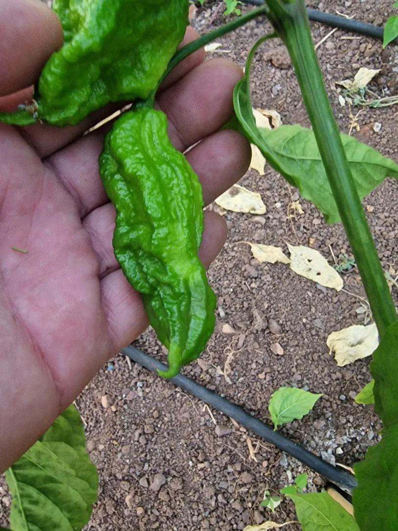 Wolverine Claw Chilli Seeds - Image 6