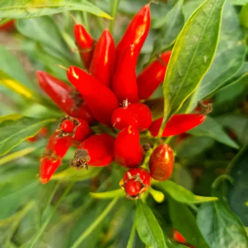 Piri Piri Chilli Seeds
