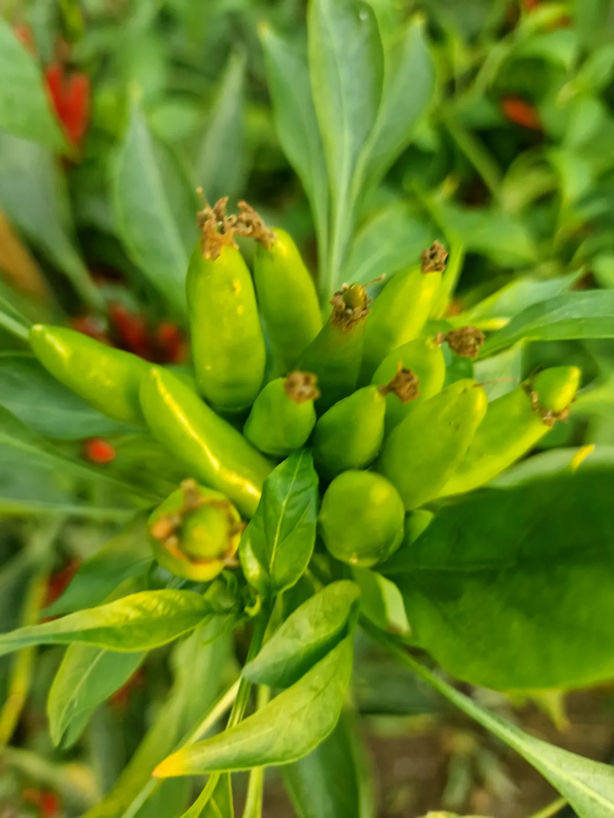 Piri Piri Chilli Seeds - Image 2