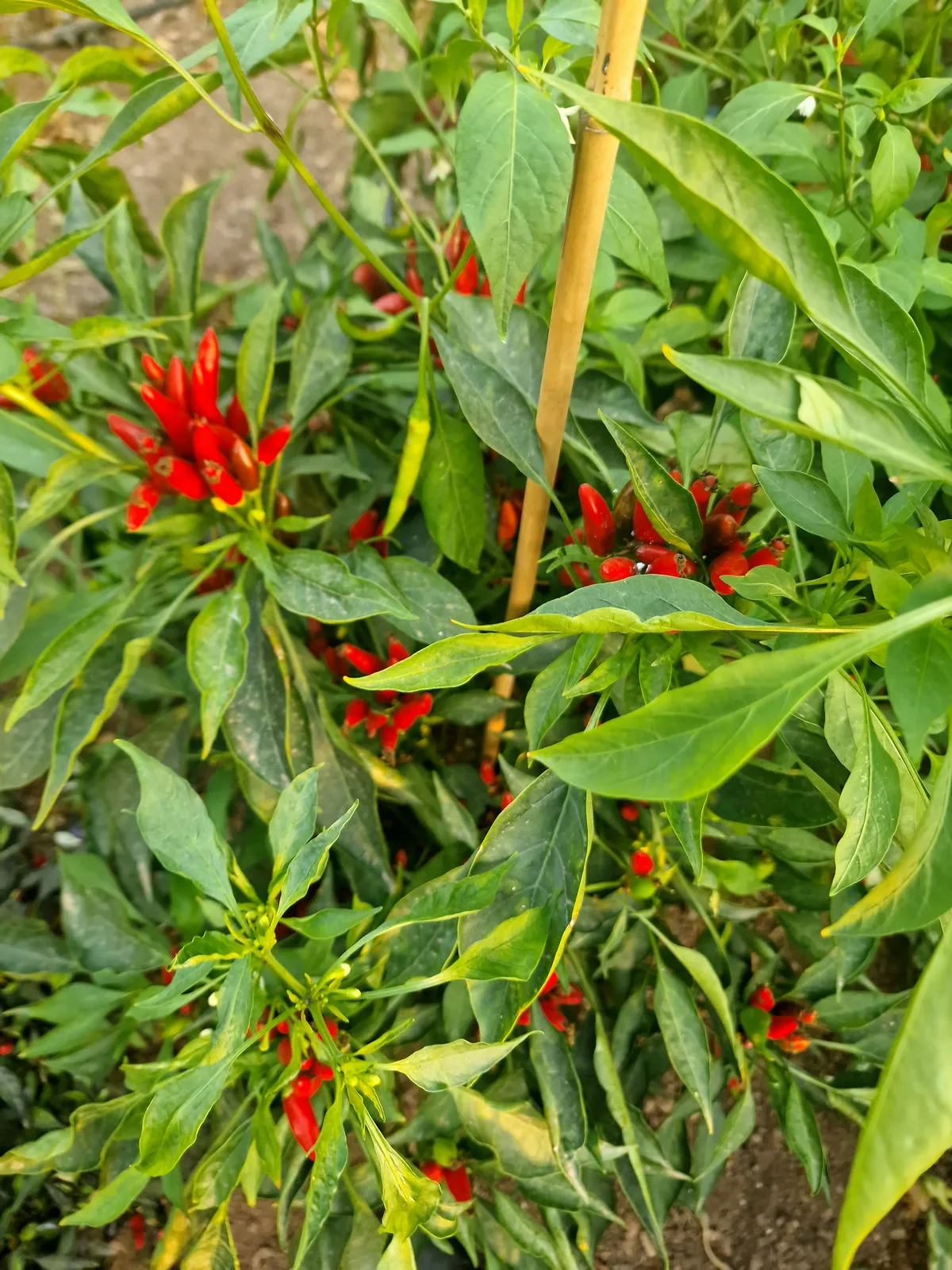 Piri Piri Chilli Seeds - Image 3