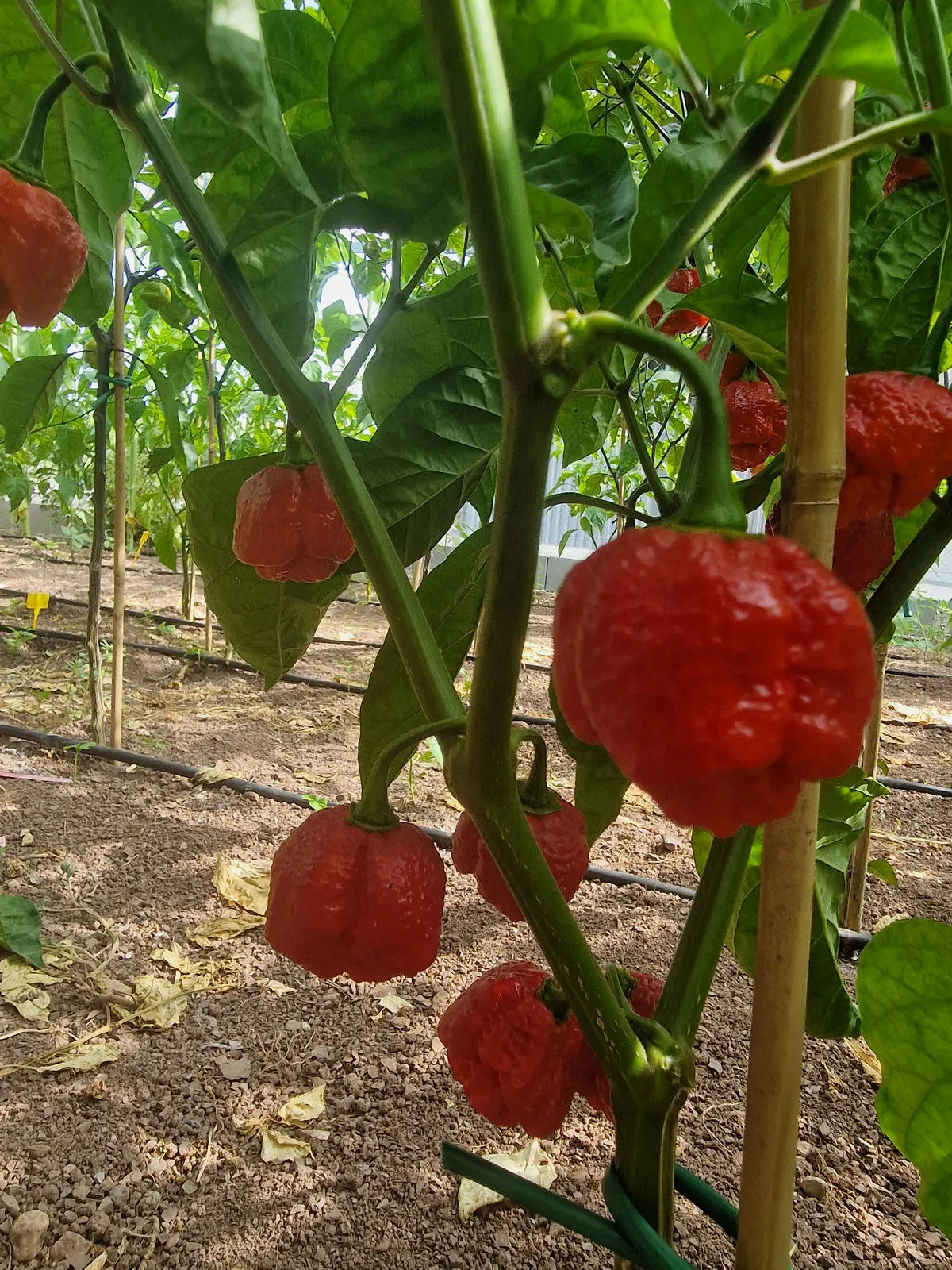 7 Pot Lava Chilli Seeds - Image 4