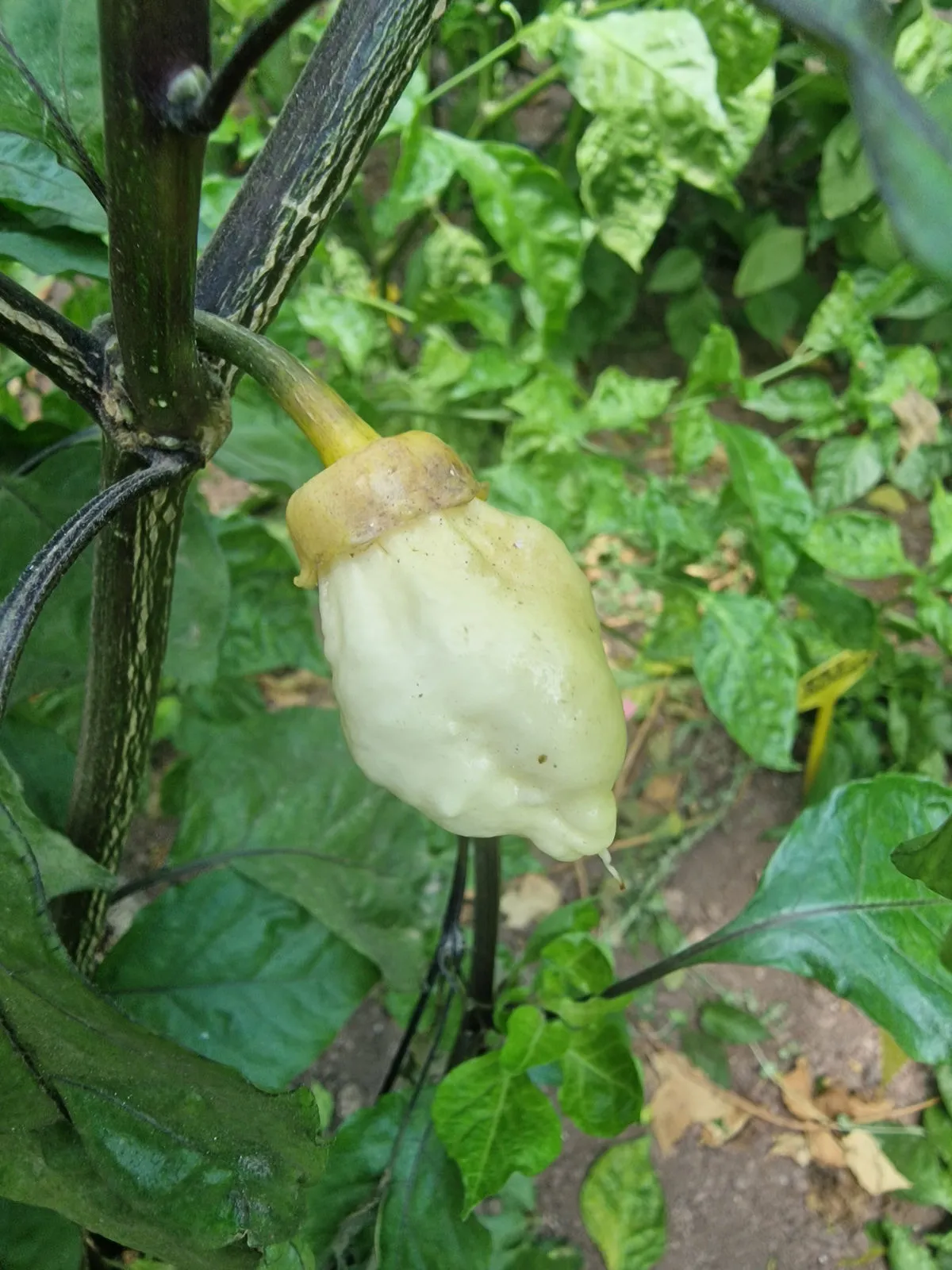 BBG Alchemy Chilli Seeds - Image 6