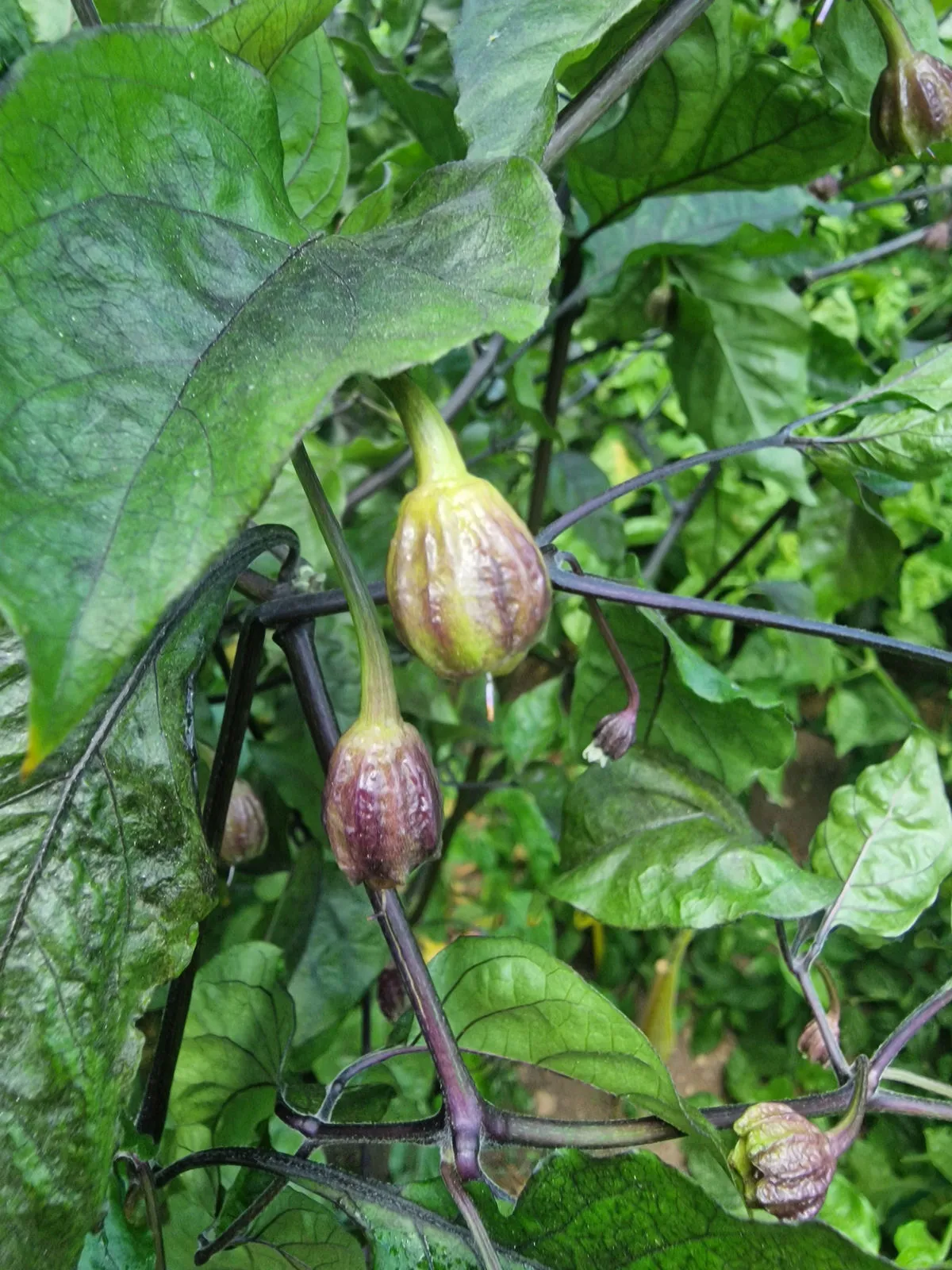 BBG Alchemy Chilli Seeds - Image 5