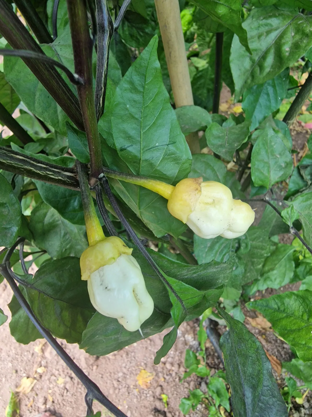 BBG Alchemy Chilli Seeds - Image 4