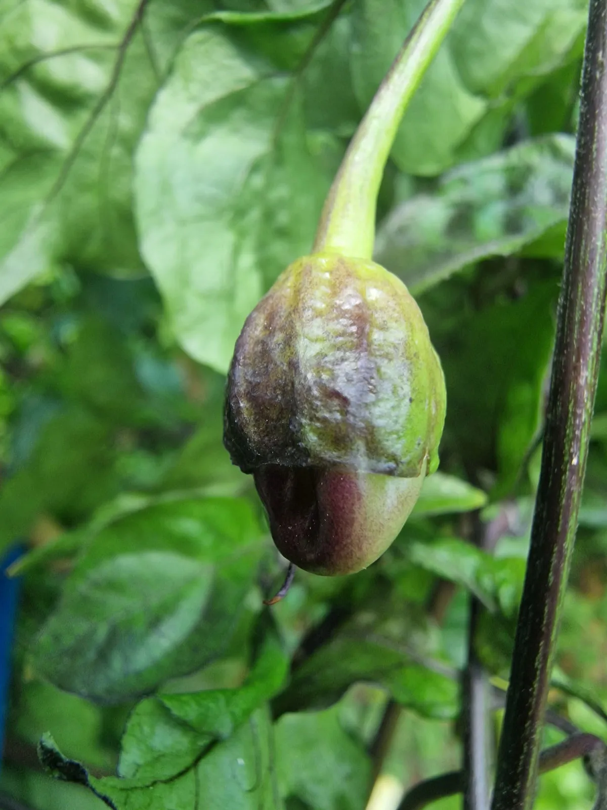 BBG Alchemy Chilli Seeds - Image 3