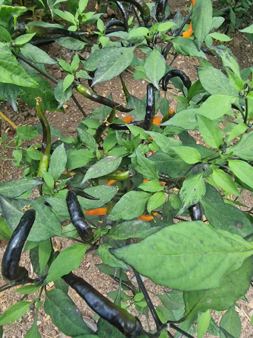Halloween Black and Orange Thai Chilli Seeds - Image 5