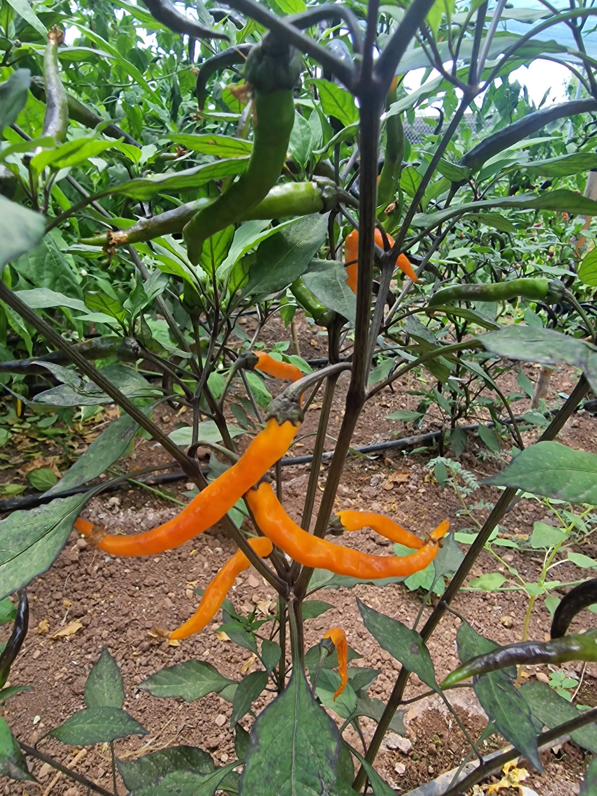 Halloween Black and Orange Thai Chilli Seeds - Image 7