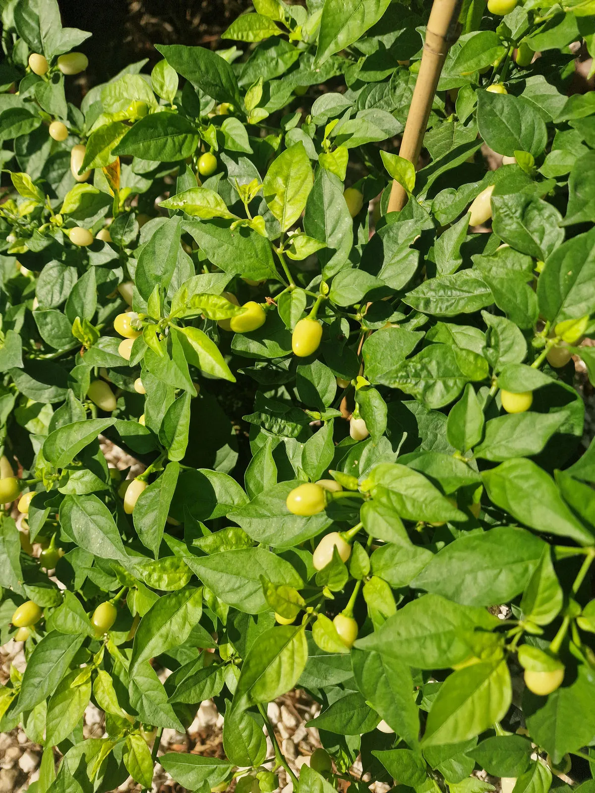 Habanero Cristina Chilli Seeds - Image 2