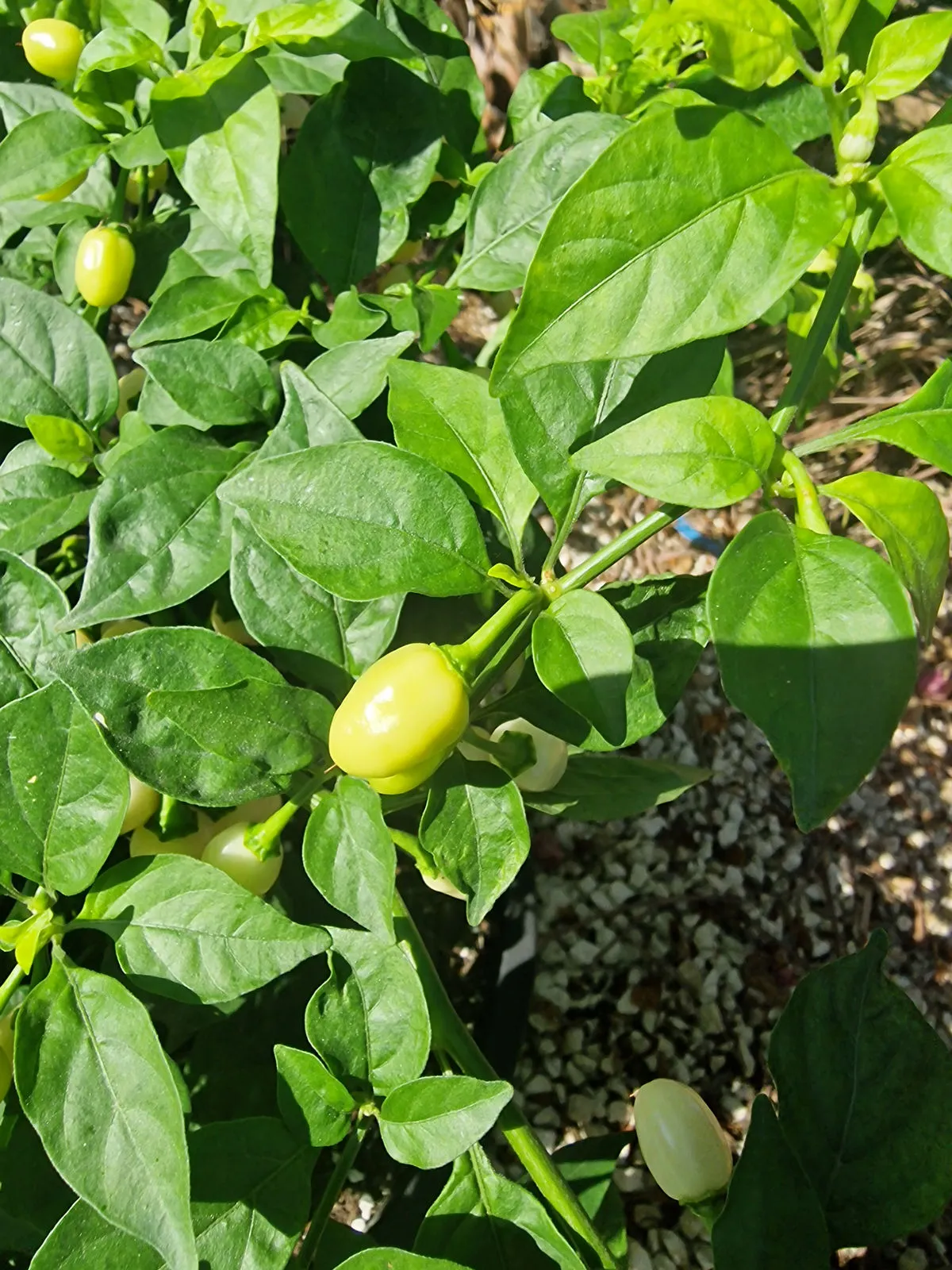 Habanero Cristina Chilli Seeds - Image 3
