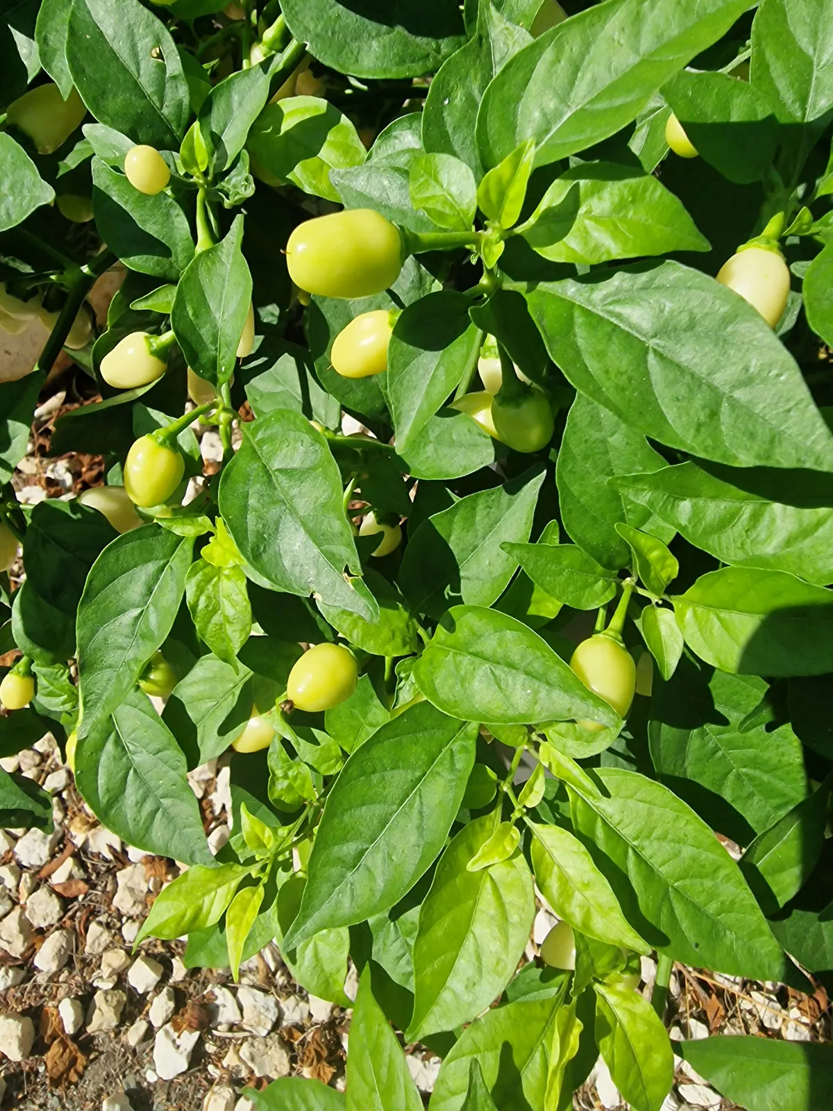 Habanero Cristina Chilli Seeds - Image 4