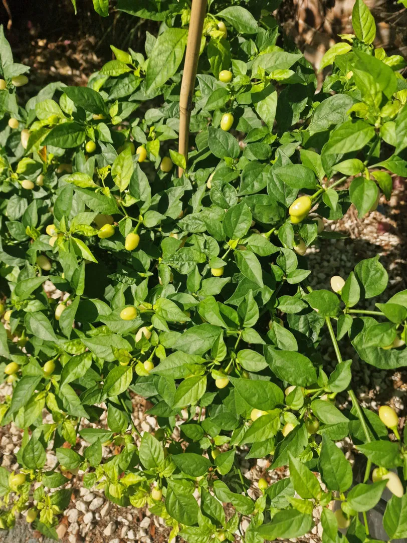Habanero Cristina Chilli Seeds - Image 5