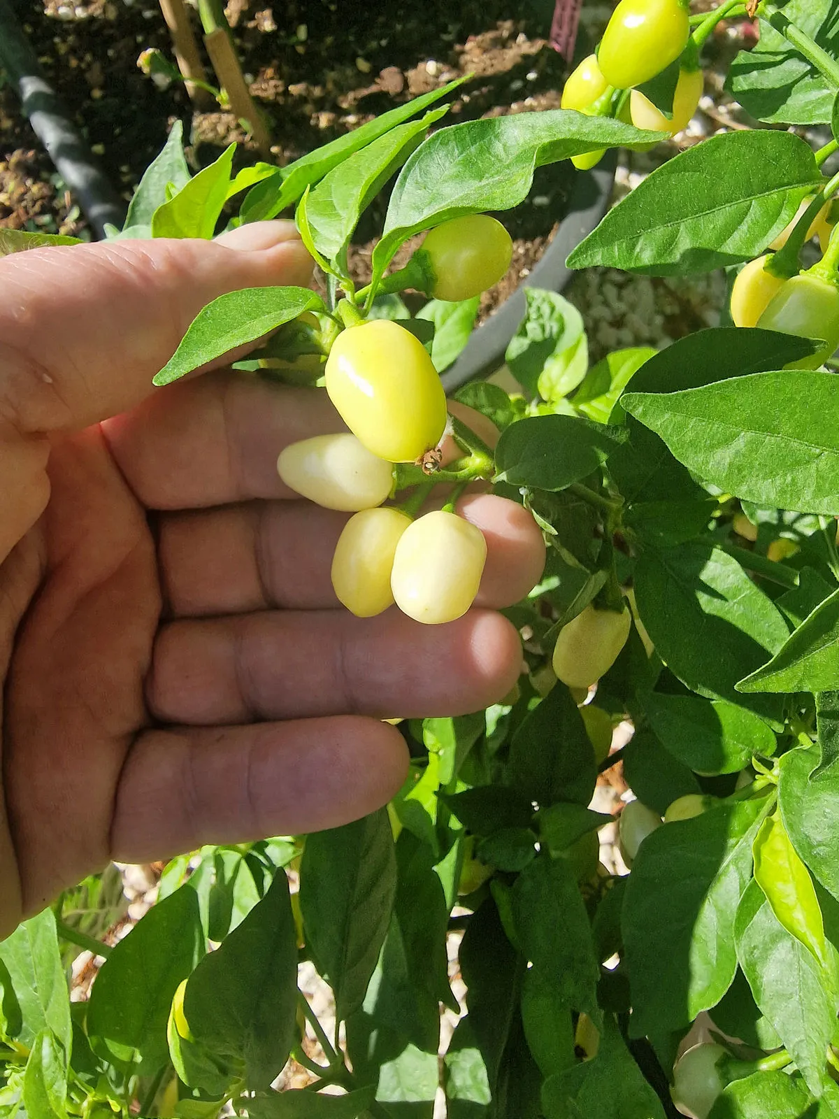 Habanero Cristina Chilli Seeds - Image 6