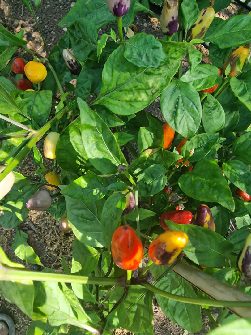Chinese Five Colour Chilli Seeds - Image 2