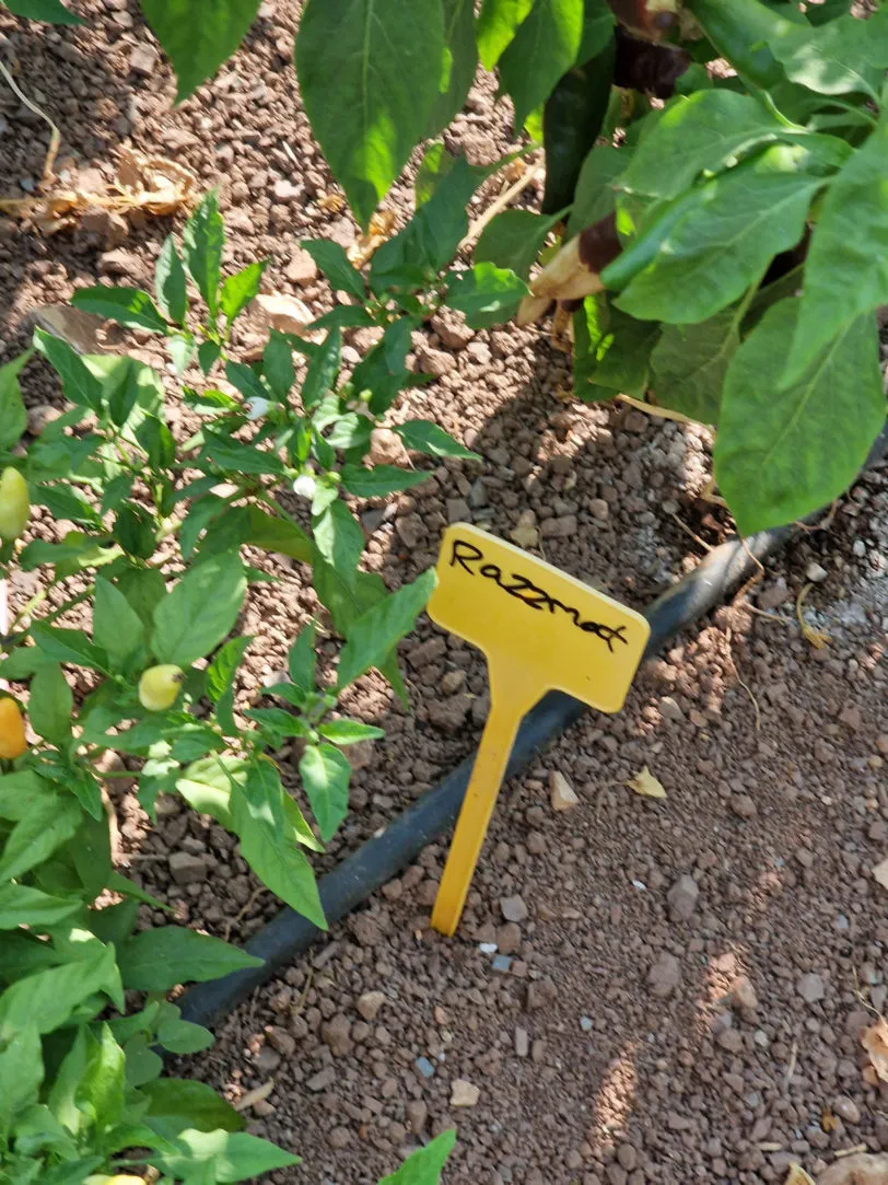 Razzamatazz Chilli Seeds - Image 5