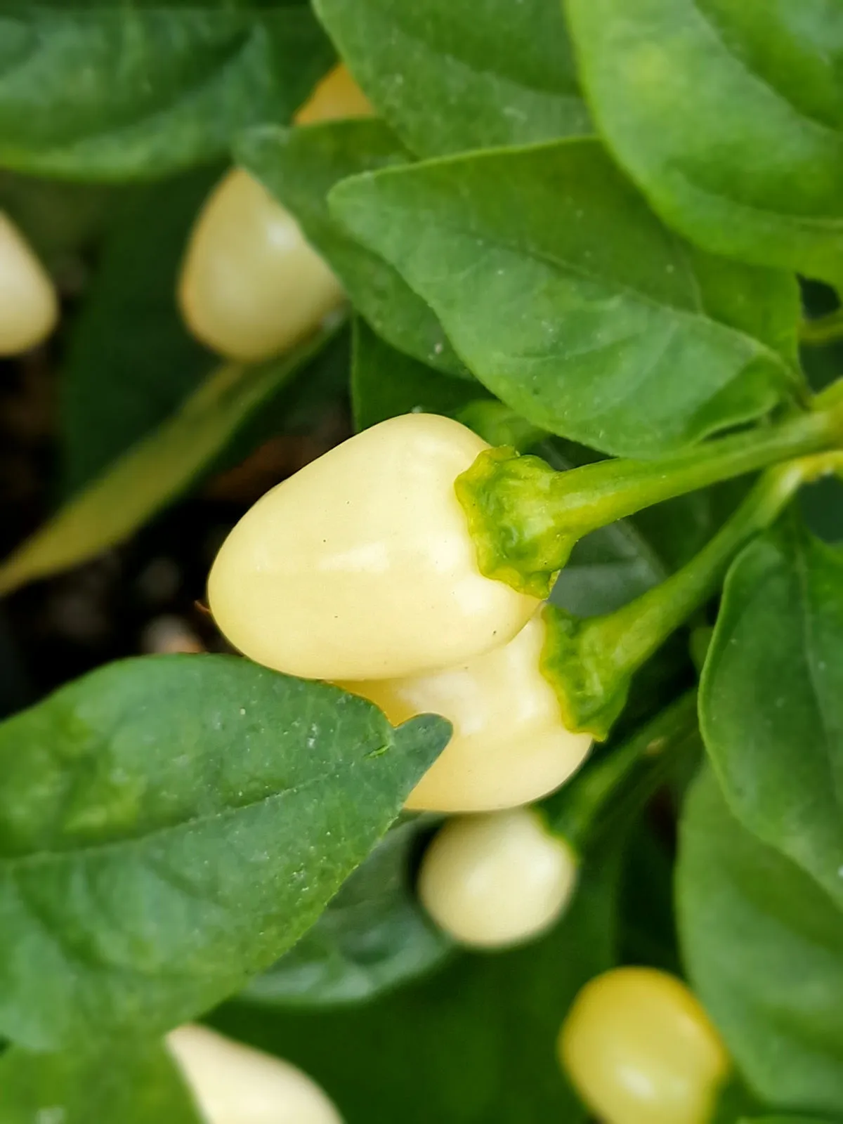 Habanero Cristina Chilli Seeds - Image 7
