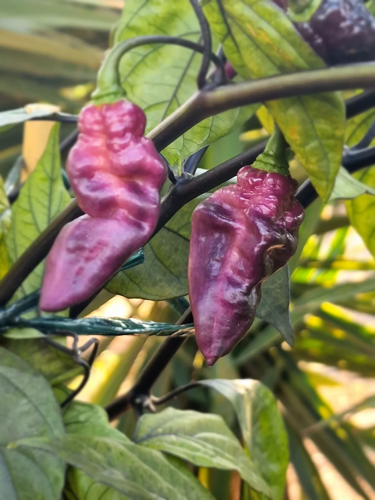 Pimenta Jolokia Ice Chilli Seeds - Image 6