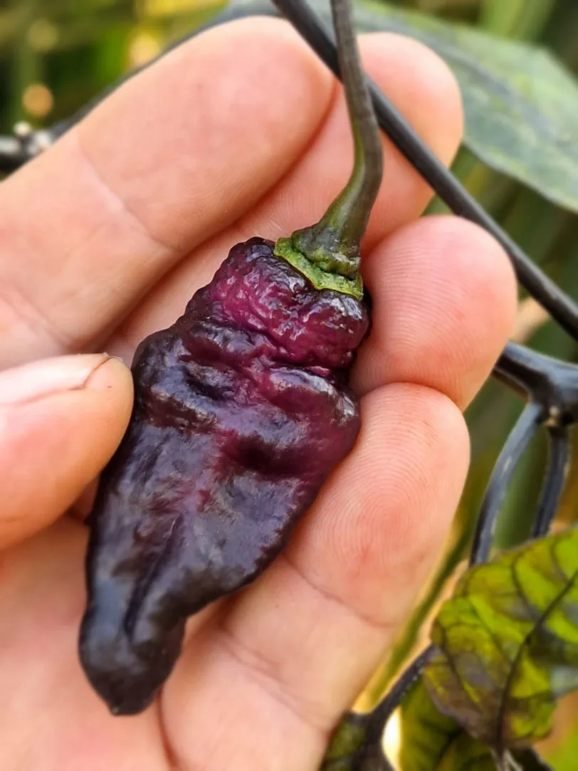 Pimenta Jolokia Ice Chilli Seeds - Image 5