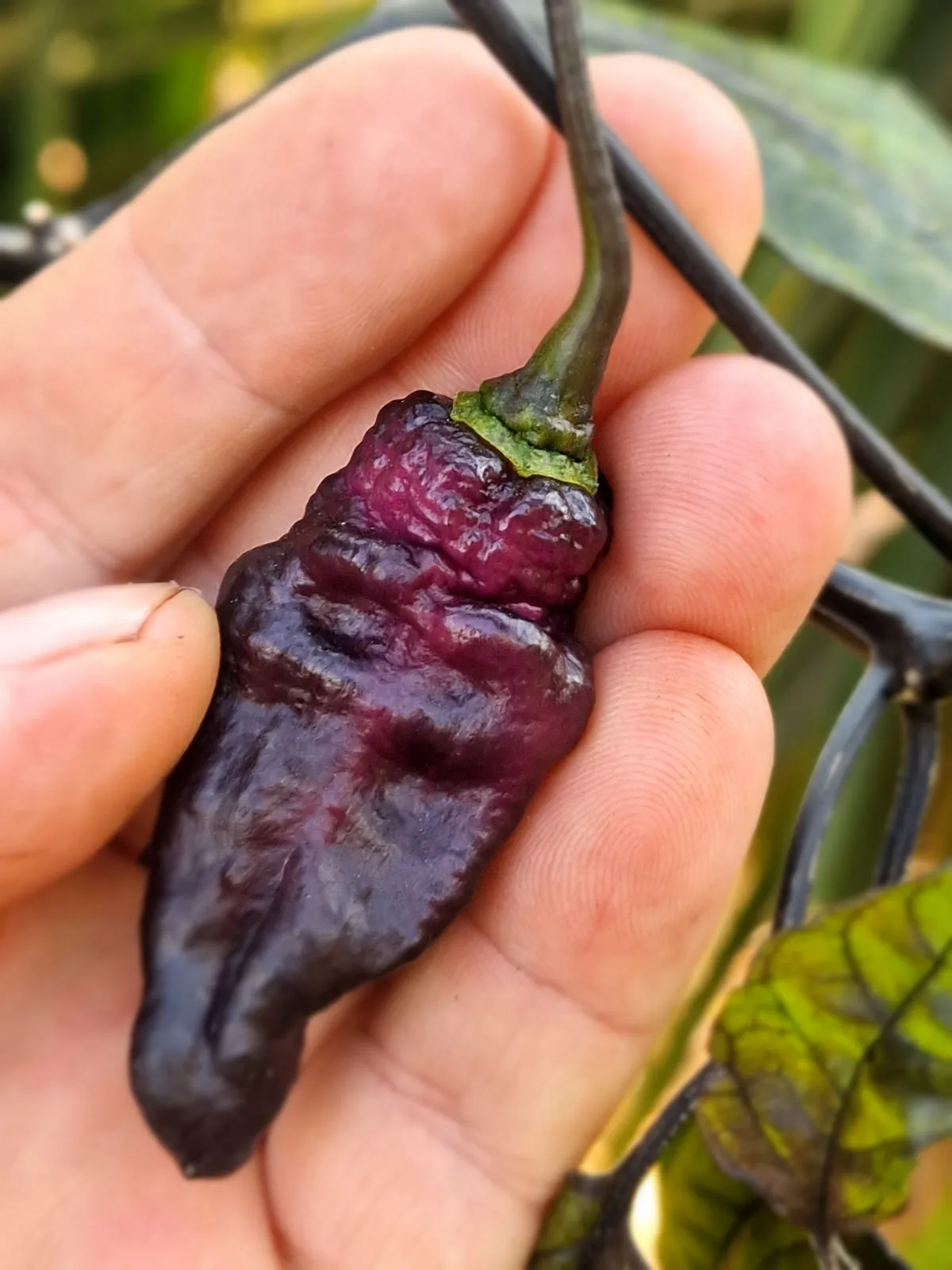 Pimenta Jolokia Ice Chilli Seeds - Image 5