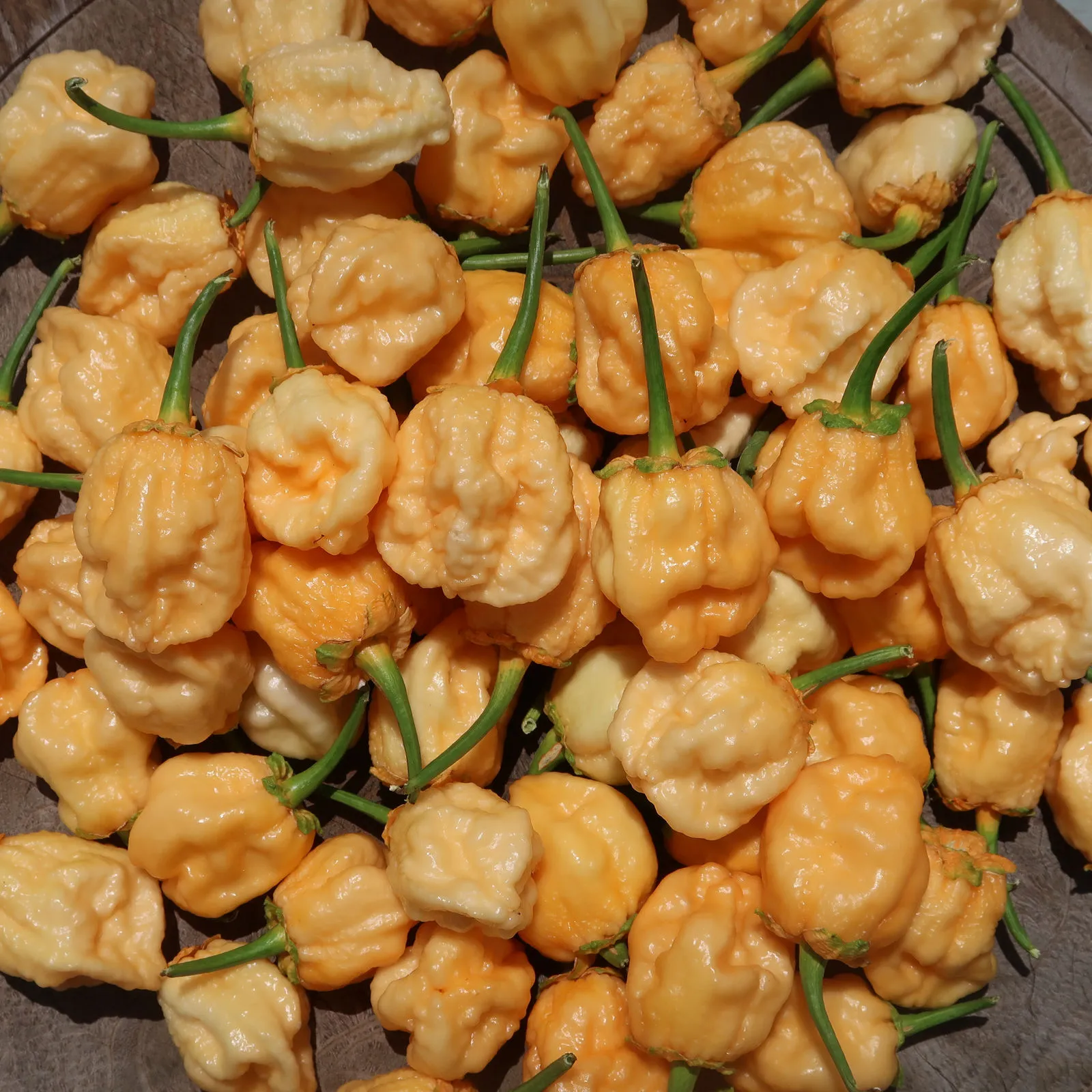 Puma BBG Orange Chilli Seeds - Image 3