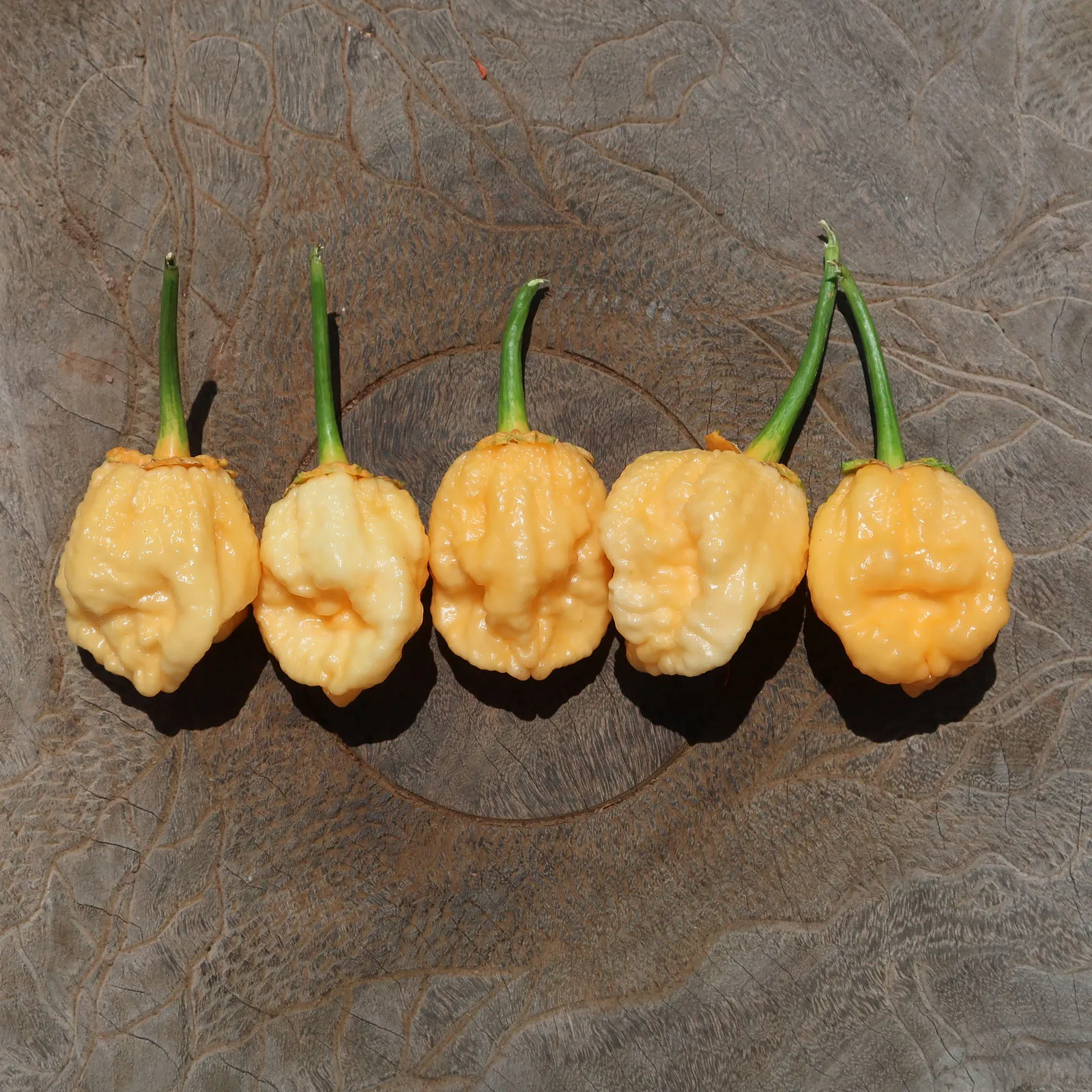 Puma BBG Orange Chilli Seeds - Image 4