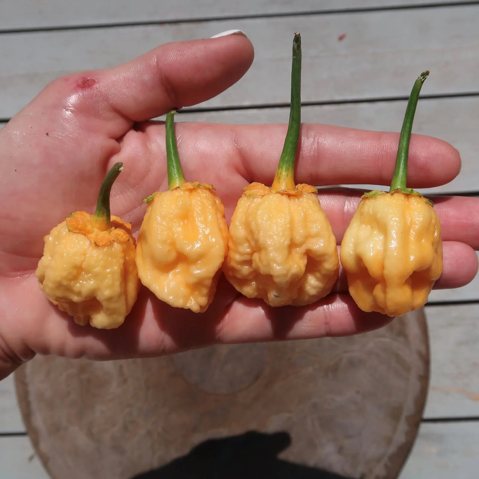 Puma BBG Orange Chilli Seeds - Image 5