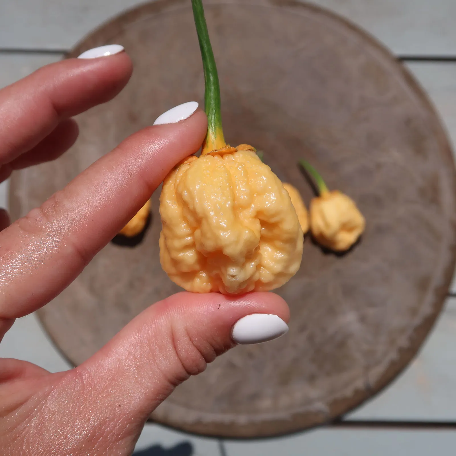 Puma BBG Orange Chilli Seeds - Image 6