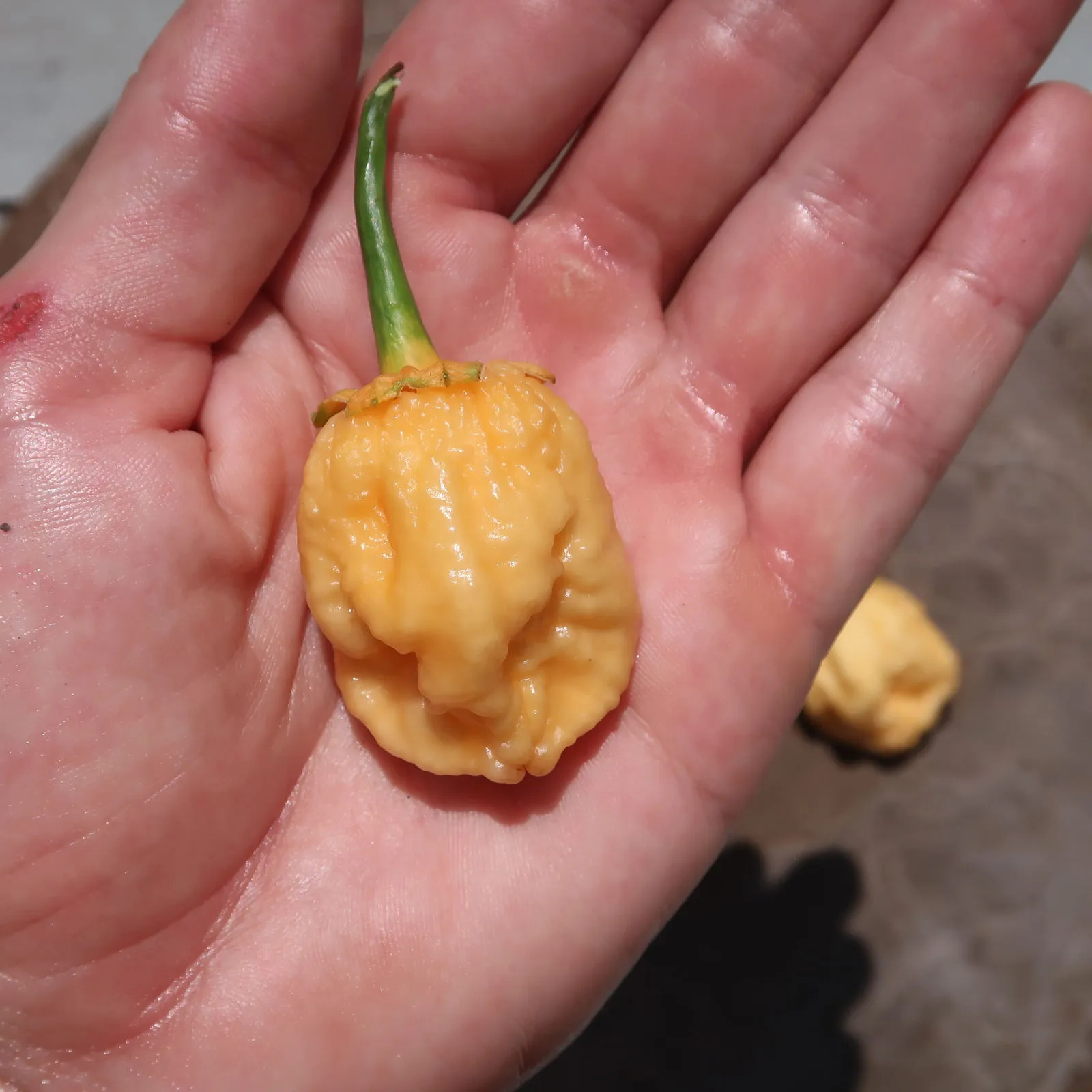 Puma BBG Orange Chilli Seeds - Image 7