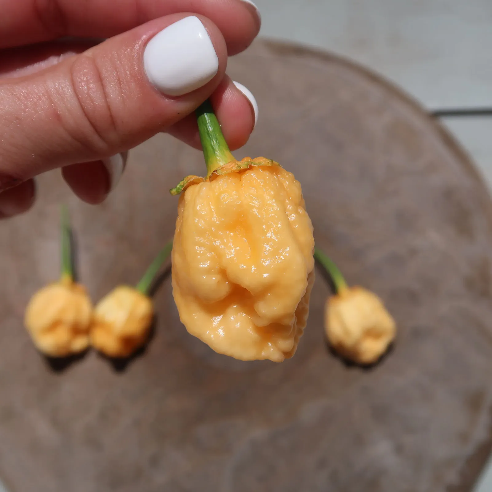 Puma BBG Orange Chilli Seeds - Image 8