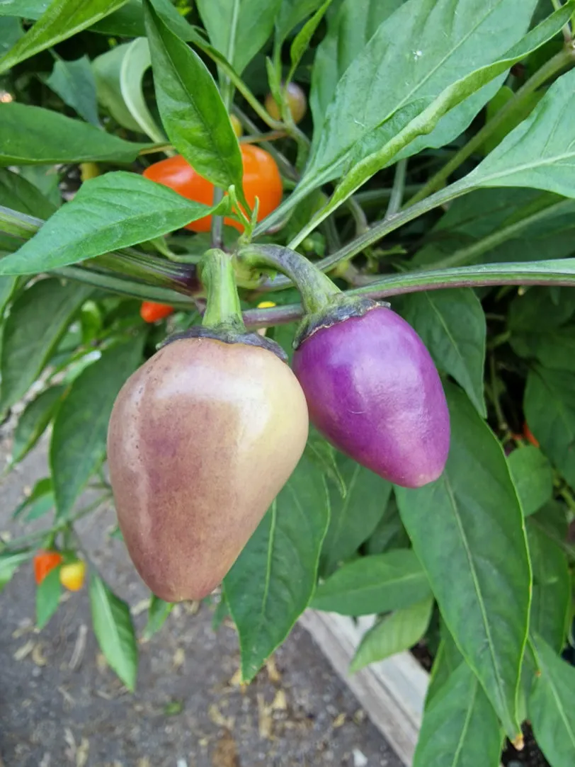 Multi Colour Jalapeno Chilli Seeds - Image 8