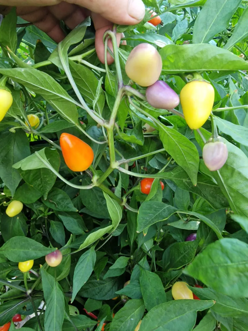 Multi Colour Jalapeno Chilli Seeds - Image 6