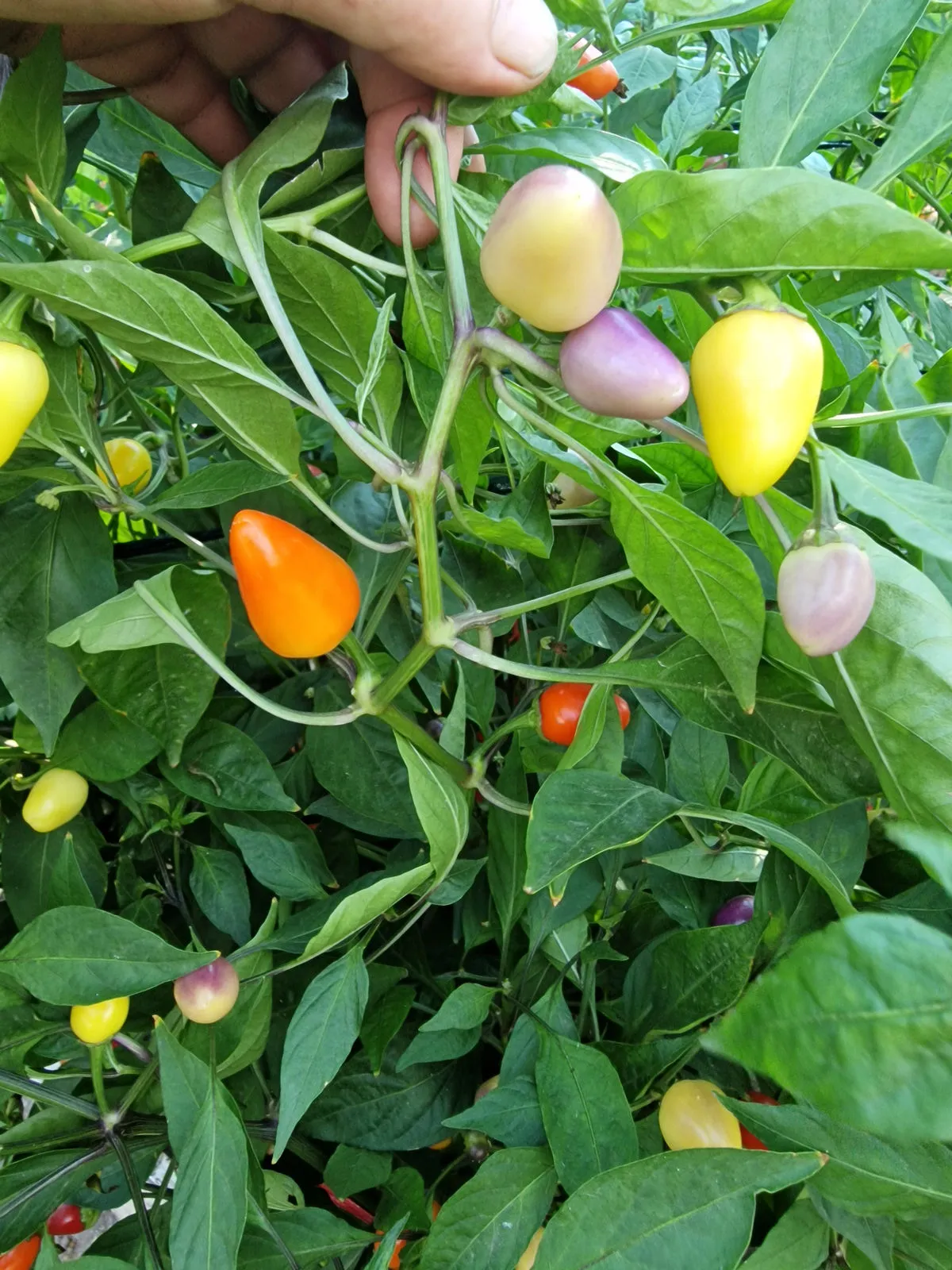 Multi Colour Jalapeno Chilli Seeds - Image 6