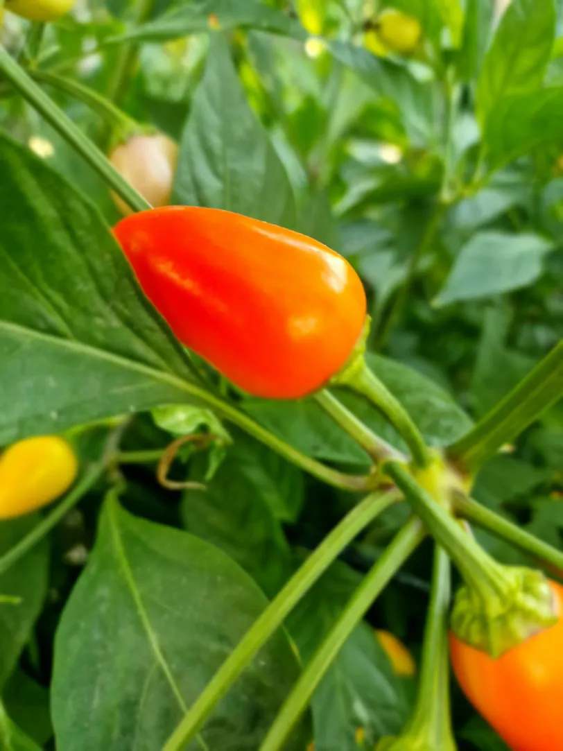 Multi Colour Jalapeno Chilli Seeds - Image 3