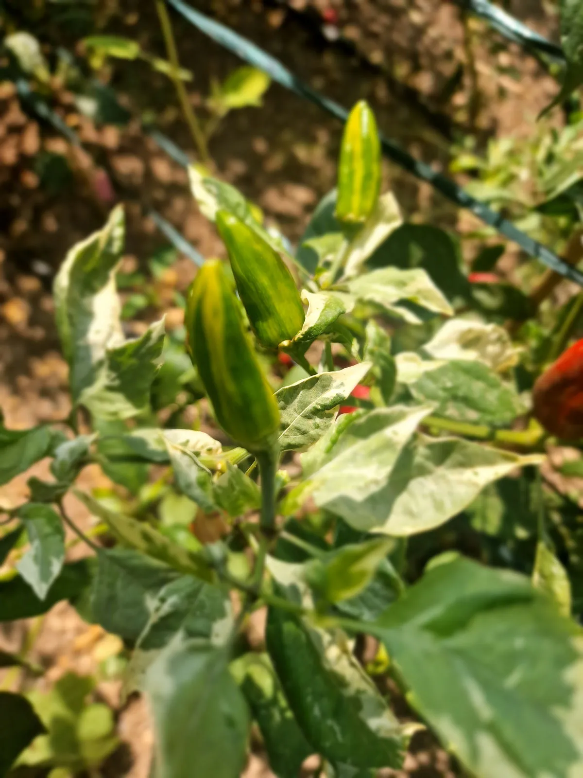 Bryans Blood The U Chilli Seeds - Image 2