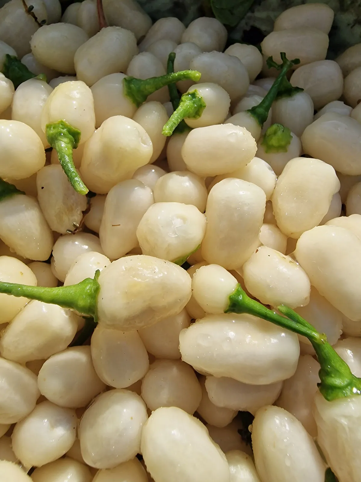 Habanero Cristina Chilli Seeds - Image 8