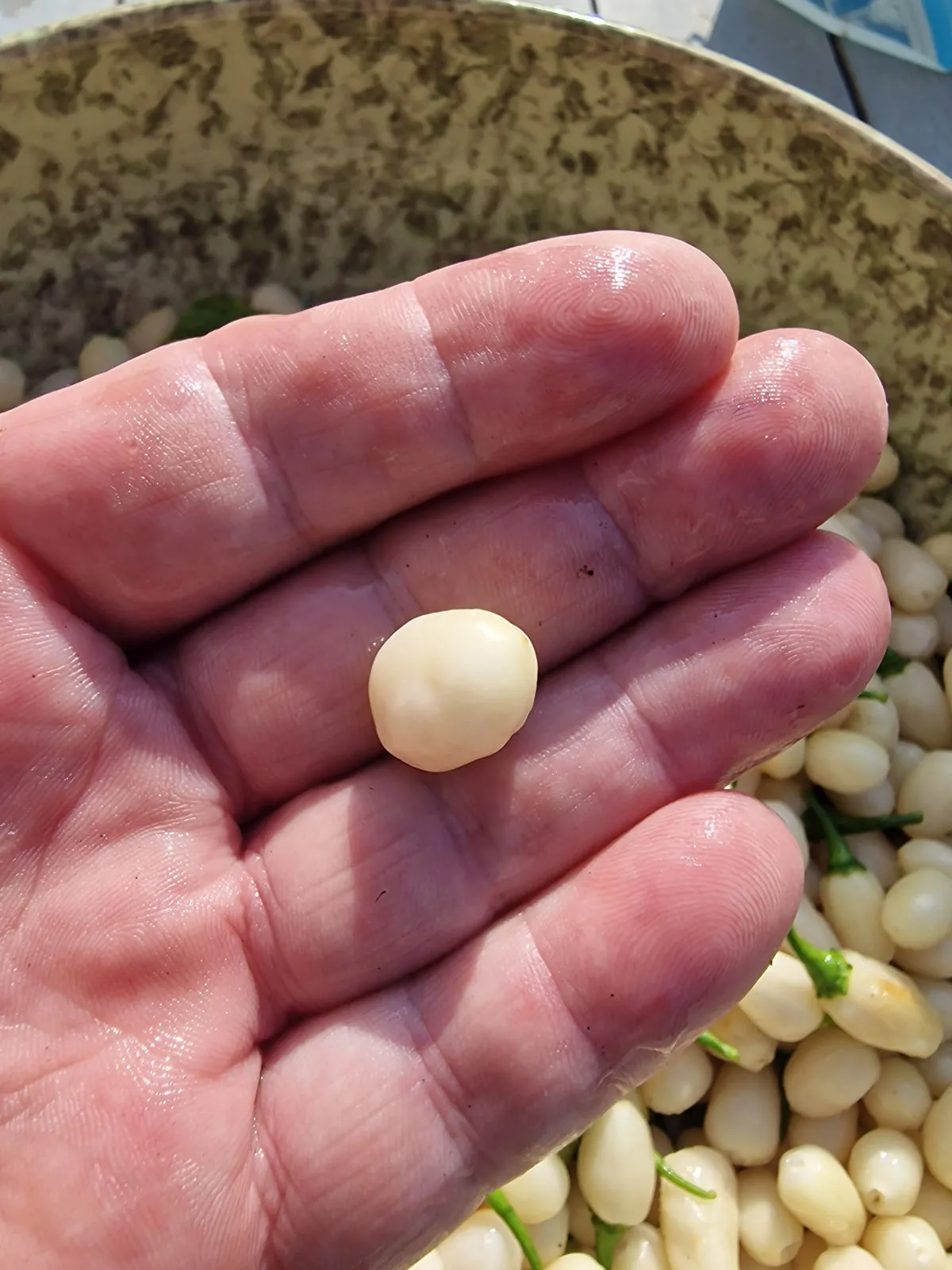 Habanero Cristina Chilli Seeds - Image 10