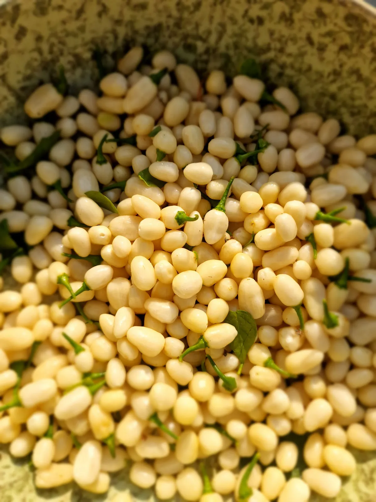 Habanero Cristina Chilli Seeds - Image 11