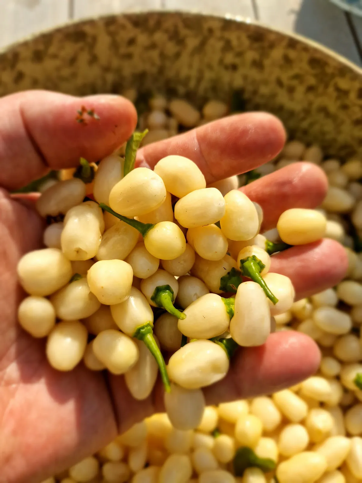 Habanero Cristina Chilli Seeds - Image 12