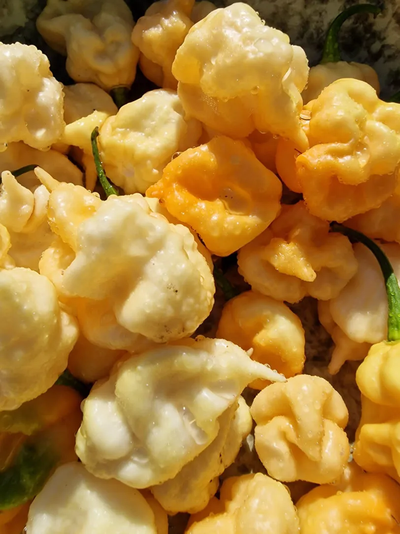 Thors Hammer Peach Chilli Seeds - Image 3