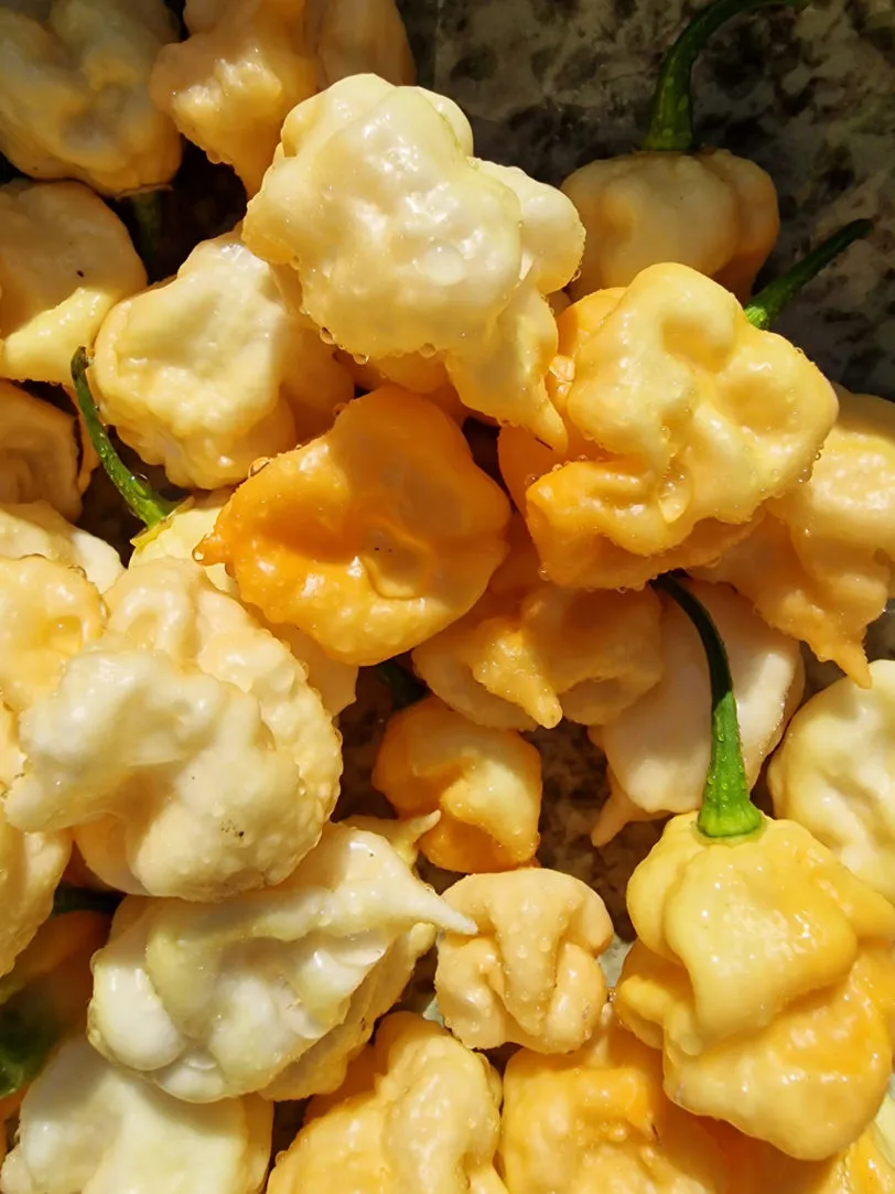 Thors Hammer Peach Chilli Seeds - Image 4